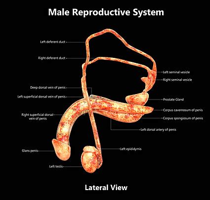 男人生殖系統|男性生殖系統 (male reproductive system)